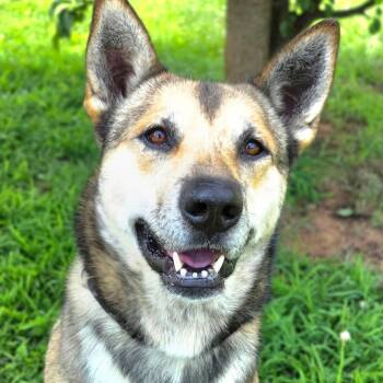 Sarge -  Husky and German Shepherd Dog Dog for Adoption in Walden, New York - Sarge | PetCurious
