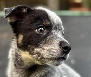 Petit -  Australian Cattle Dog Blue Heeler Dog for Adoption in Midlothian, Virginia - Petit | PetCurious