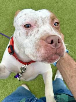Spaghetti Taco -  Mixed Breed Dog for Adoption in Wichita, Kansas - Spaghetti Taco | PetCurious