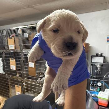 Charlie -  Mixed Breed Dog for Adoption in Wahiawa, Hawaii - Charlie | PetCurious