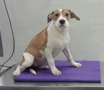 A2083090 -  Staffordshire Bull Terrier and Mixed Breed Dog for Adoption in Houston, Texas - A2083090 | PetCurious