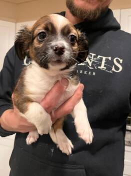 Spaniel and Mixed Breed Dogs Available for Adoption in Denver, Colorado - Salsa | PetCurious