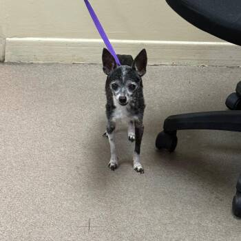 Chihuahua Dogs Available for Adoption in Pasadena, California - Mia | PetCurious