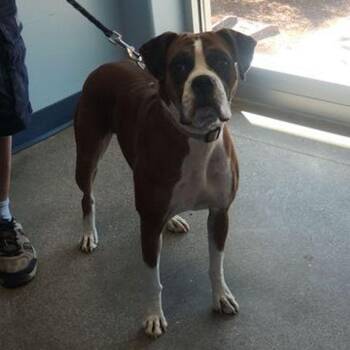 Rosemary/harley/sophie -  Boxer Dog for Adoption in Kingman, Arizona - Rosemary/harley/sophie | PetCurious