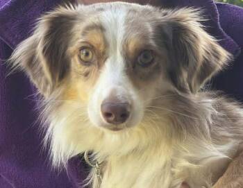 Dixie -  Australian Shepherd Dog for Adoption in Woodlawn, Tennessee - Dixie | PetCurious