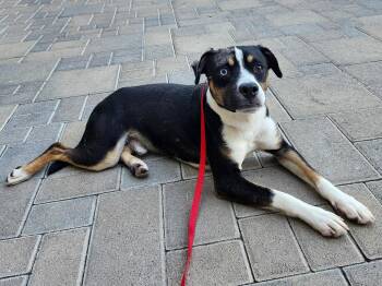 Asiago -  Beagle and Australian Cattle Dog Blue Heeler Dog for Adoption in Elk Grove, California - Asiago | PetCurious