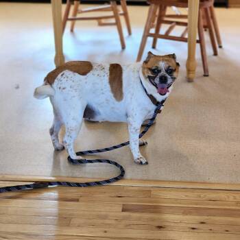 Baby -  Jack Russell Terrier and Pug Dog for Adoption in Toms Brook, Virginia - Baby | PetCurious