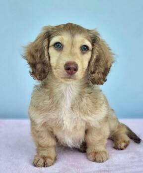 Phantom -  Dachshund Dog for Adoption in Auburndale, Florida - Phantom | PetCurious