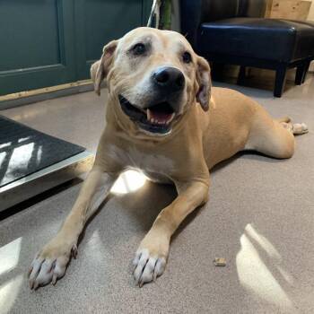 Krypto -  Labrador Retriever and Pit Bull Terrier Dog for Adoption in Pasadena, California - Krypto | PetCurious