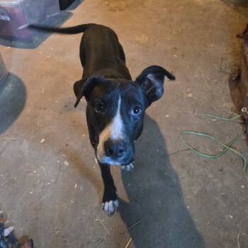 Rescue Pit Bull Terrier Dogs for Adoption in Waggaman, Louisiana - Bristol | PetCurious