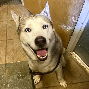 Mixed Breed Dogs Available for Adoption - Flubber | PetCurious