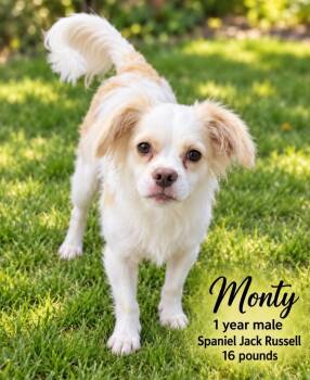 MONTY - 1 YEAR MALE SPANIEL JACK RUSSELL MIX - PETCO, 5011 E. RA -  Spaniel and Jack Russell Terrier Dog for Adoption in Mesa, Arizona - MONTY - 1 YEAR MALE SPANIEL JACK RUSSELL MIX - PETCO, 5011 E. RA | PetCurious
