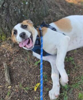 Saint Bernard and Labrador Retriever Dogs Available for Adoption in Morrilton, Arkansas - Turbo | PetCurious