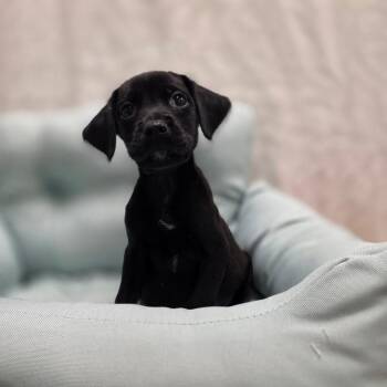 Golden Retriever and American Bulldog Dogs Available for Adoption - Burrito | PetCurious