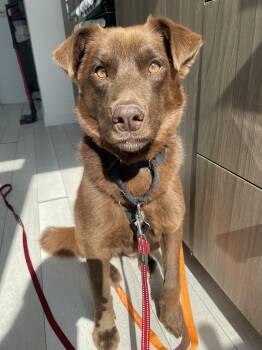 Money -  Chocolate Labrador Retriever Dog for Adoption in Oakville, Ontario - Money | PetCurious