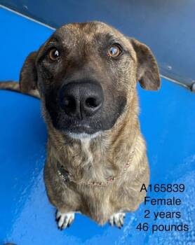 German Shepherd Dog and Mixed Breed Dogs Available for Adoption - Strawberry Shortcake | PetCurious