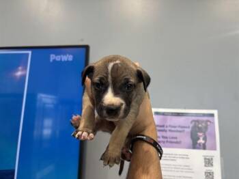 Pit Bull Terrier Dogs Available for Adoption in Rowlett, Texas - MISSOURI | PetCurious