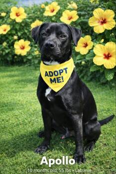 Labrador Retriever Dogs Available for Adoption in Lucas, Texas - Apollo | PetCurious