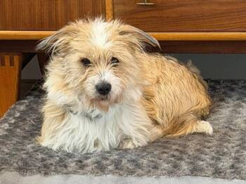 Terrier Dogs Available for Adoption - Bennie | PetCurious