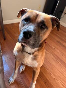 Boxer Dogs Available for Adoption in Nashville, Tennessee - Barney | PetCurious