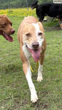 Rescue Mixed Breed Dogs for Adoption in Virginia Beach, Virginia - 179060 Zendaya (Off Site Foster | PetCurious