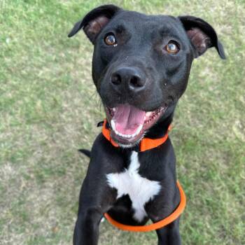 Dino -  American Staffordshire Terrier Dog for Adoption in Grand Rapids, Michigan - Dino | PetCurious