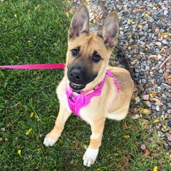 1142 (2026) Olive -  Belgian Shepherd Malinois and Mixed Breed Dog for Adoption in Parker, Colorado - 1142 (2026) Olive | PetCurious