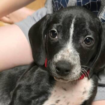 John -  Pointer and Mixed Breed Dog for Adoption in Jarrettsville, Maryland - John | PetCurious