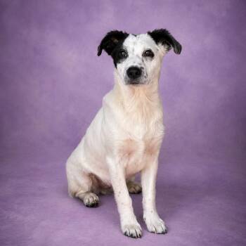 Terrier Dogs Available for Adoption in Heber Springs, Arkansas - Penelope | PetCurious