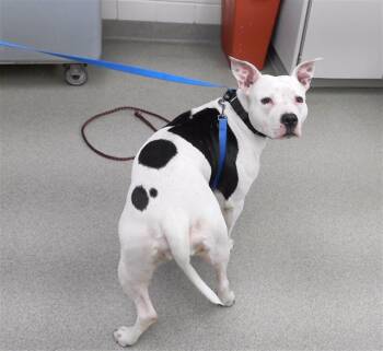 Rescue Boxer and Mixed Breed Dogs for Adoption in Omaha, Nebraska - ONTARIO | PetCurious