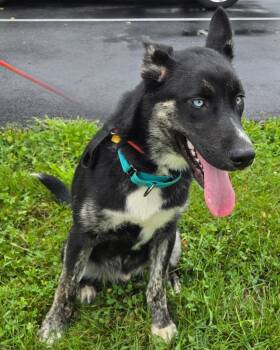 DYLAN -  Shepherd and Husky Dog for Adoption in Sandusky, Ohio - DYLAN | PetCurious