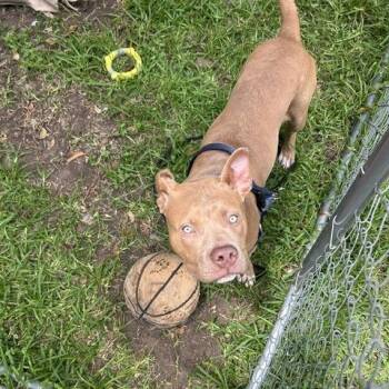 Bubba -  Pit Bull Terrier Dog for Adoption in Dallas, Texas - Bubba | PetCurious