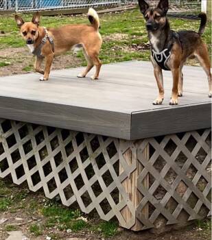 Chihuahua and German Shepherd Dog Dogs Available for Adoption in Elmwood Park, New Jersey - Simba | PetCurious