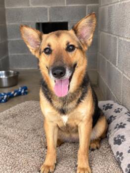 China -  Shepherd Dog for Adoption in Sistersville, West Virginia - China | PetCurious