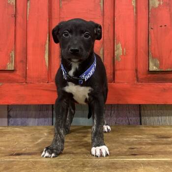 Mixed Breed Dogs Available for Adoption in Midland, Texas - FWT Kaylee | PetCurious