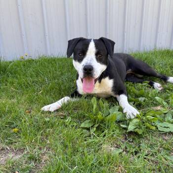 Bonita -  Mixed Breed Dog for Adoption in Marshalltown, Iowa - Bonita | PetCurious