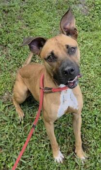 ELLIOTT -  American Staffordshire Terrier Dog for Adoption in Fort Lauderdale, Florida - ELLIOTT | PetCurious