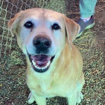 Yellow Labrador Retriever Dogs Available for Adoption in Duncan, Oklahoma - Brody | PetCurious