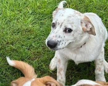 Danny Motta -  Mixed Breed Dog for Adoption in Fort Collins, Colorado - Danny Motta | PetCurious