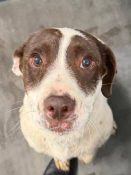 Honey -  Mixed Breed Dog for Adoption in Henderson, North Carolina - Honey | PetCurious