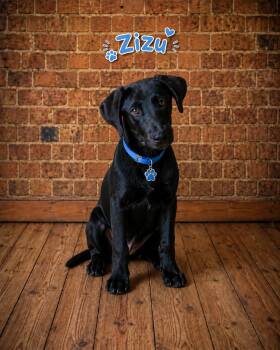 Zizu -  Labrador Retriever Dog for Adoption in Toms River, New Jersey - Zizu | PetCurious