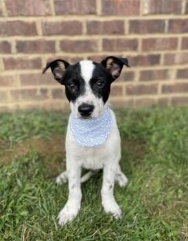 Rescue Australian Cattle Dog Blue Heeler Dogs for Adoption in Dickson, Tennessee - Spur | PetCurious