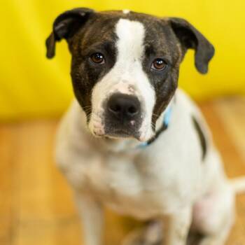 Pit Bull Terrier and American Bulldog Dogs Available for Adoption in East St. Louis, Illinois - Eddie | PetCurious