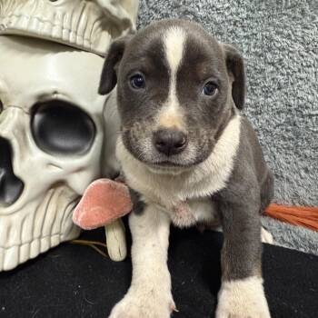 Faron 5182 aka Trayce -  Mixed Breed Dog for Adoption in Loxahatchee Groves, Florida - Faron 5182 Aka Trayce | PetCurious