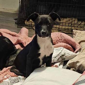 Rescue Pit Bull Terrier Dogs for Adoption in Evensville, Tennessee - Sugars | PetCurious