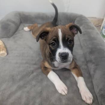 Mixed Breed Dogs Available for Adoption - Chocolate Chip | PetCurious