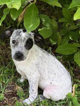 Australian Cattle Dog Blue Heeler and Australian Shepherd Dogs Available for Adoption in Watertown, Connecticut - Kriket | PetCurious