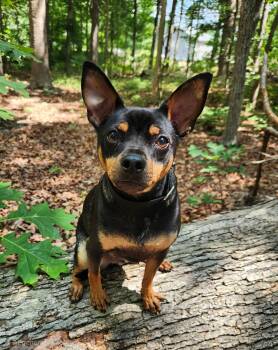 Maverick -  Miniature Pinscher and Chihuahua Dog for Adoption in Pelzer, South Carolina - Maverick | PetCurious