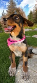 Pretty Girl -  Cattle Dog and Shepherd Dog for Adoption in Kingman, Arizona - Pretty Girl | PetCurious
