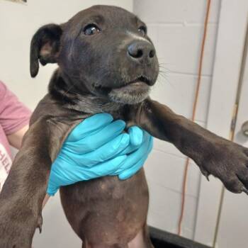 Labrador Retriever Dogs Available for Adoption in Hattiesburg, Mississippi - Ether | PetCurious